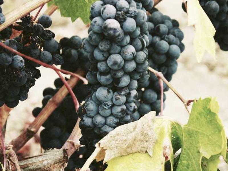 Terreno 1041m² em Interior - Estrada do Cerro